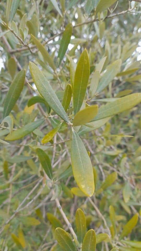 magnesium deficiency olive