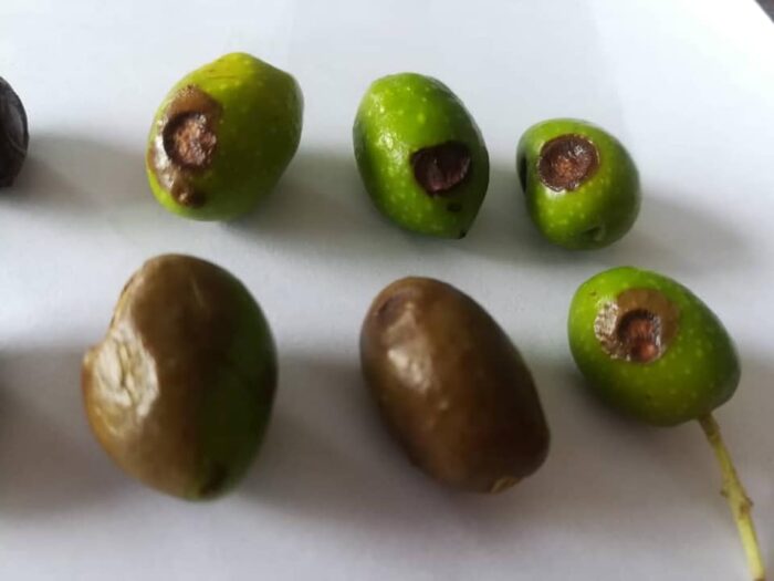 olive fruit rot