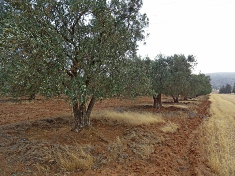 olive irrigation