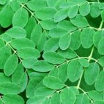 moringa