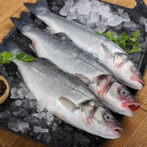 loup sauvage ( djerba )