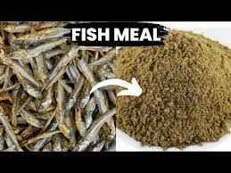 How to Start a Small-Scale Fish Meal Business (For Fish Farmers)
