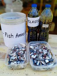 How to Make Fish Amino Acid (FAA) Fertilizer – A Smart Opportunity for Fish Farmers
