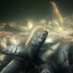 import frozen sardine tunisia