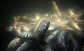 Do Fish Ever Die of “Old Age”? The Secret Life and Death of the Ocean